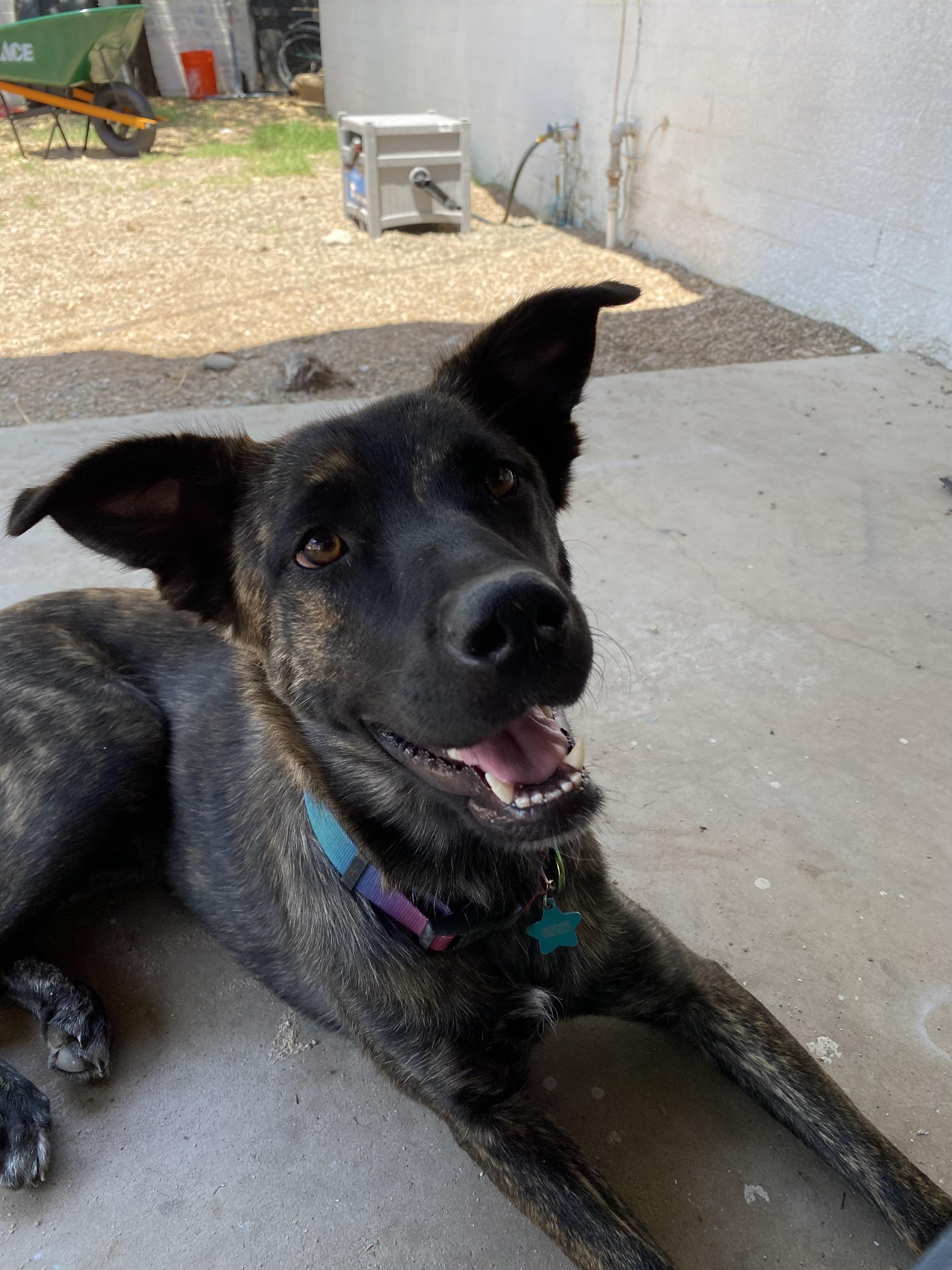 Bella (aka Fern), Adoptable, Adult Female Belgian Shepherd / Malinois.