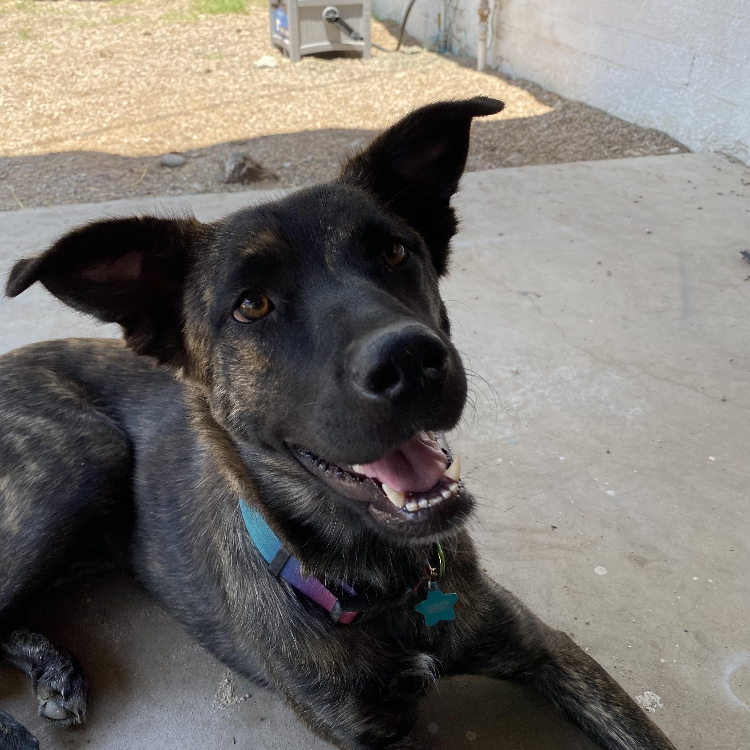 Bella (aka Fern), Adoptable, Adult Female Belgian Shepherd / Malinois.