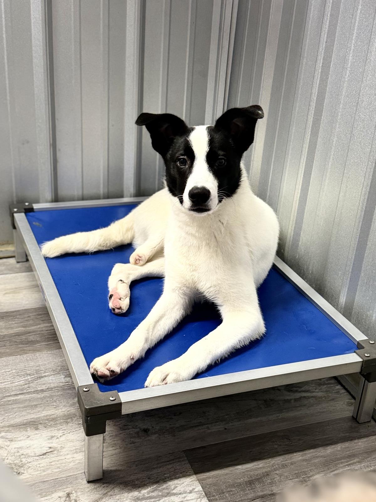 Gravy, Adoptable, Puppy Male Australian Cattle Dog / Blue Heeler.
