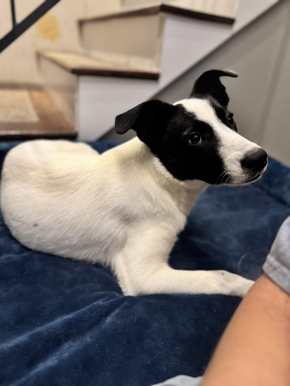 Enlarge Gravy, a Adoptable Australian Cattle Dog / Blue Heeler in Locust Fork, AL image 2/3