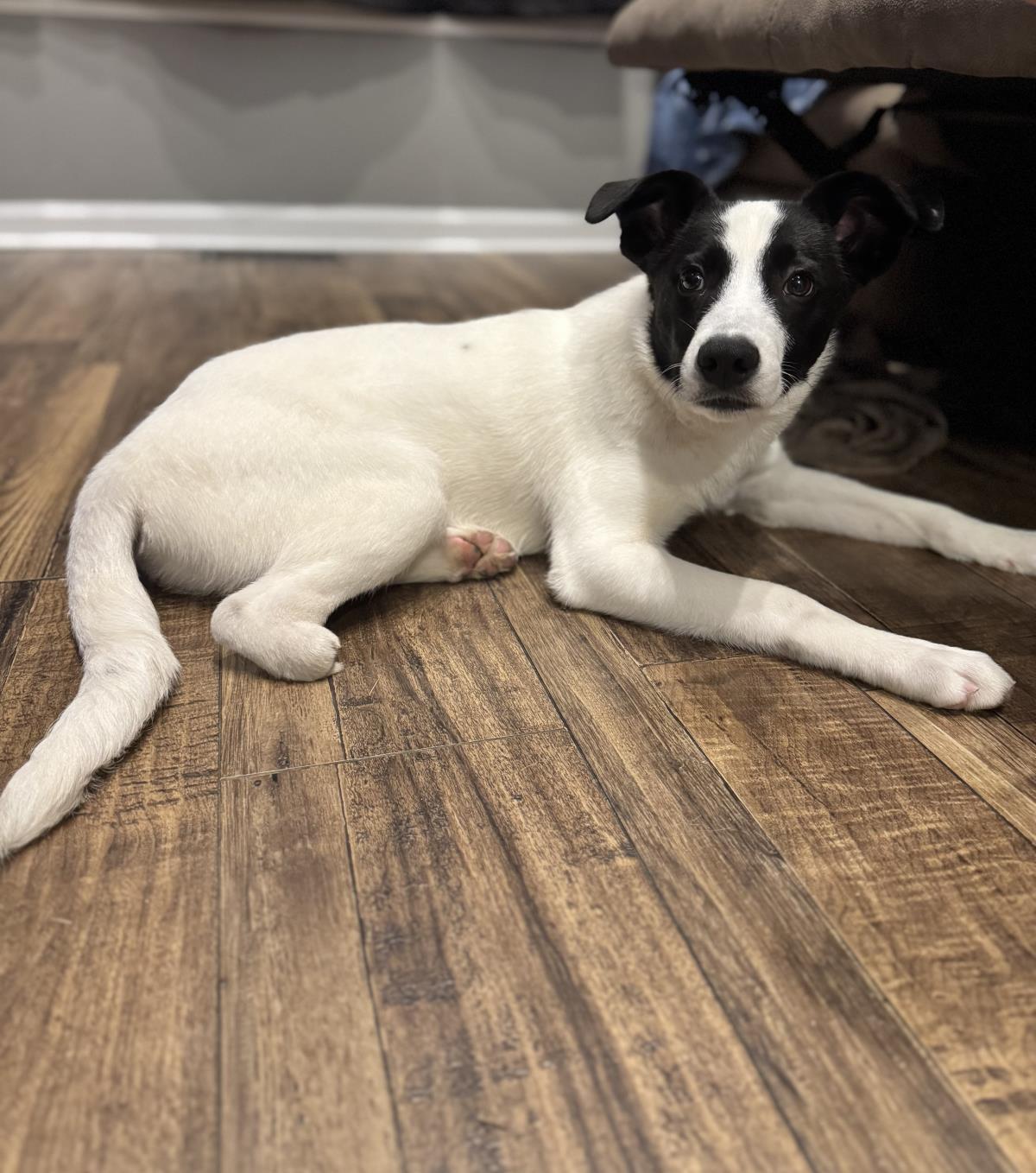 Enlarge Gravy, a Adoptable Australian Cattle Dog / Blue Heeler in Locust Fork, AL image 2/3