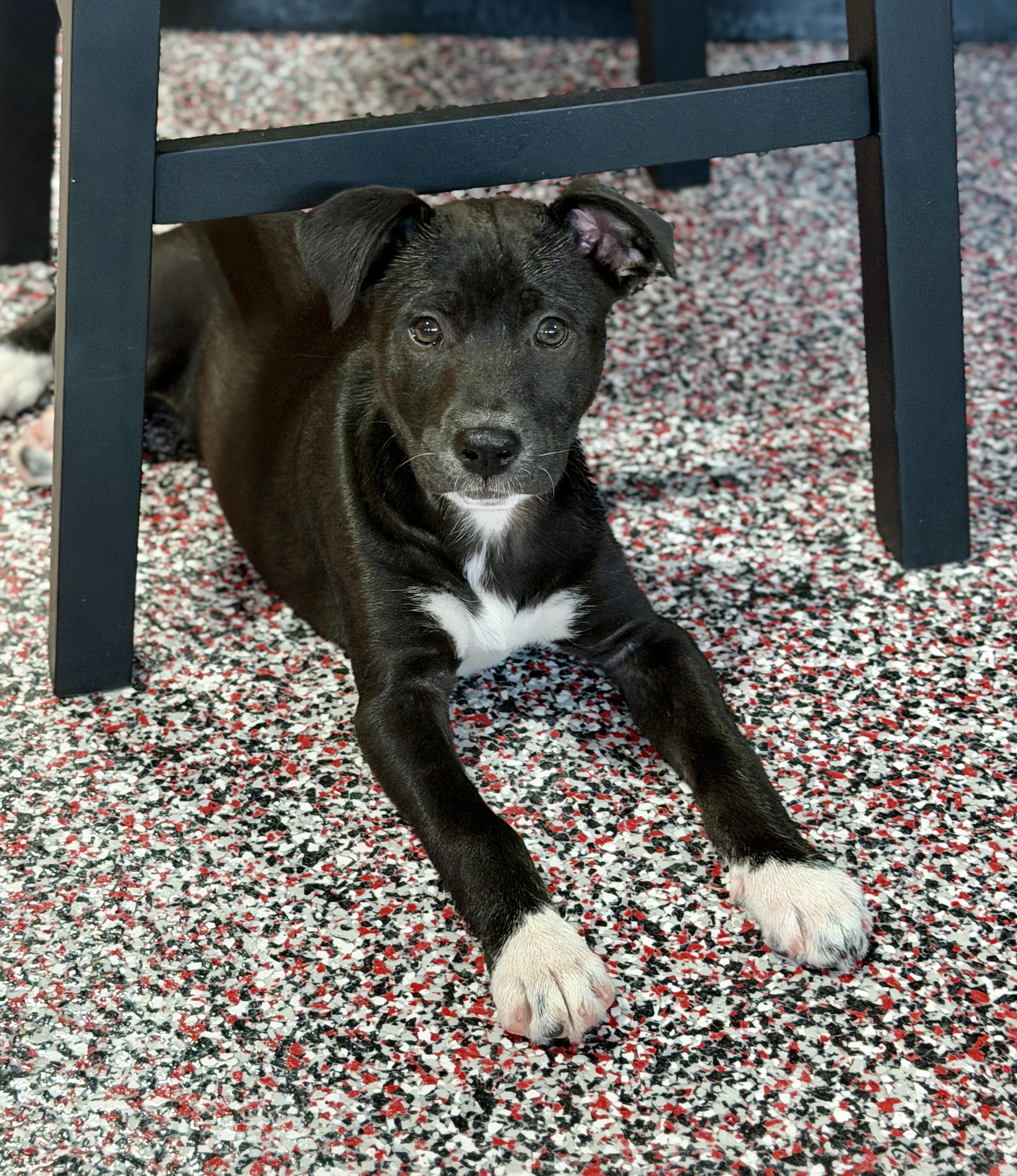 Enlarge Rory, a ADOPTABLE mixed breed in Mt Pleasant, SC image 3/6