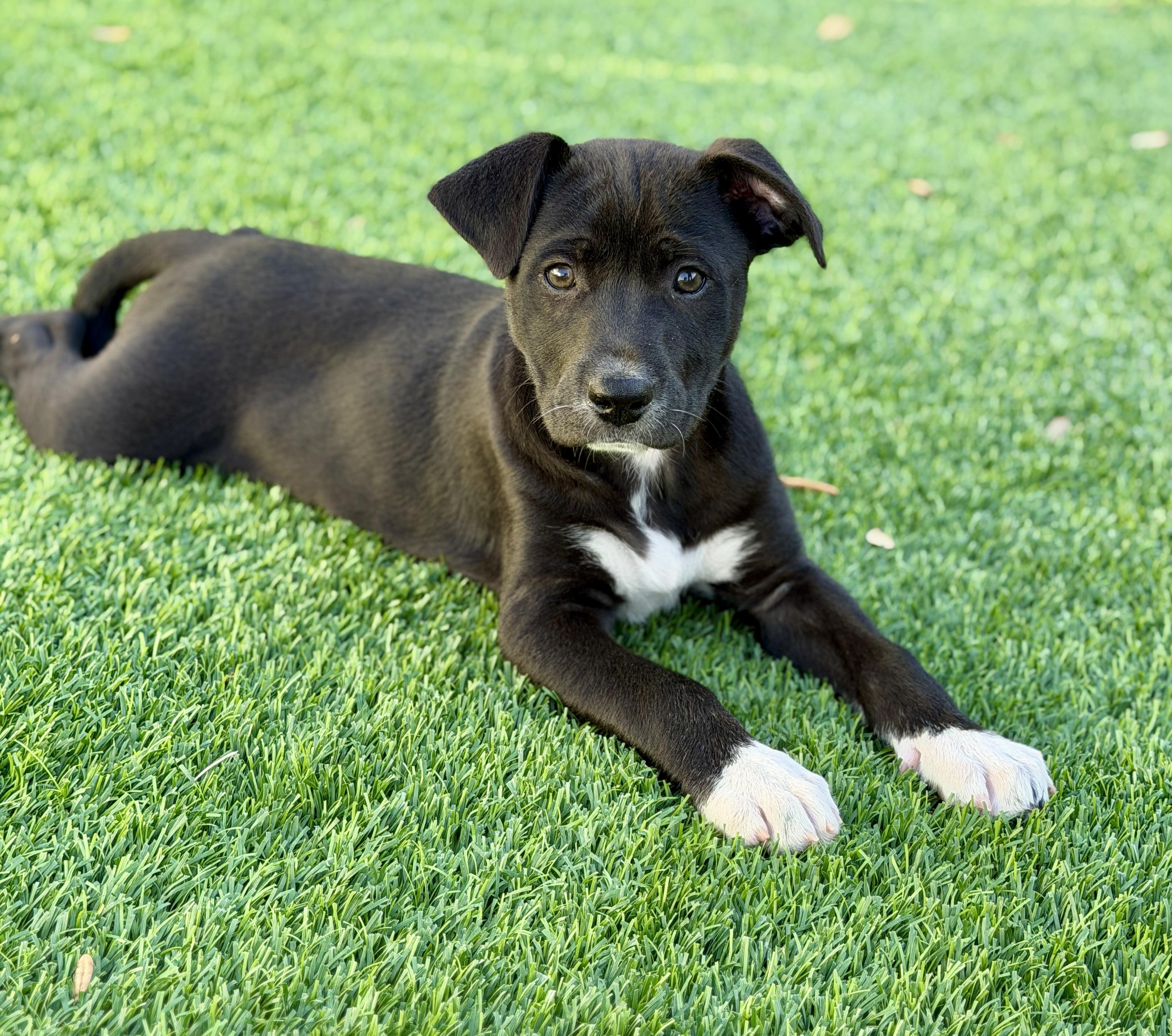 Enlarge Rory, a ADOPTABLE mixed breed in Mt Pleasant, SC image 5/6