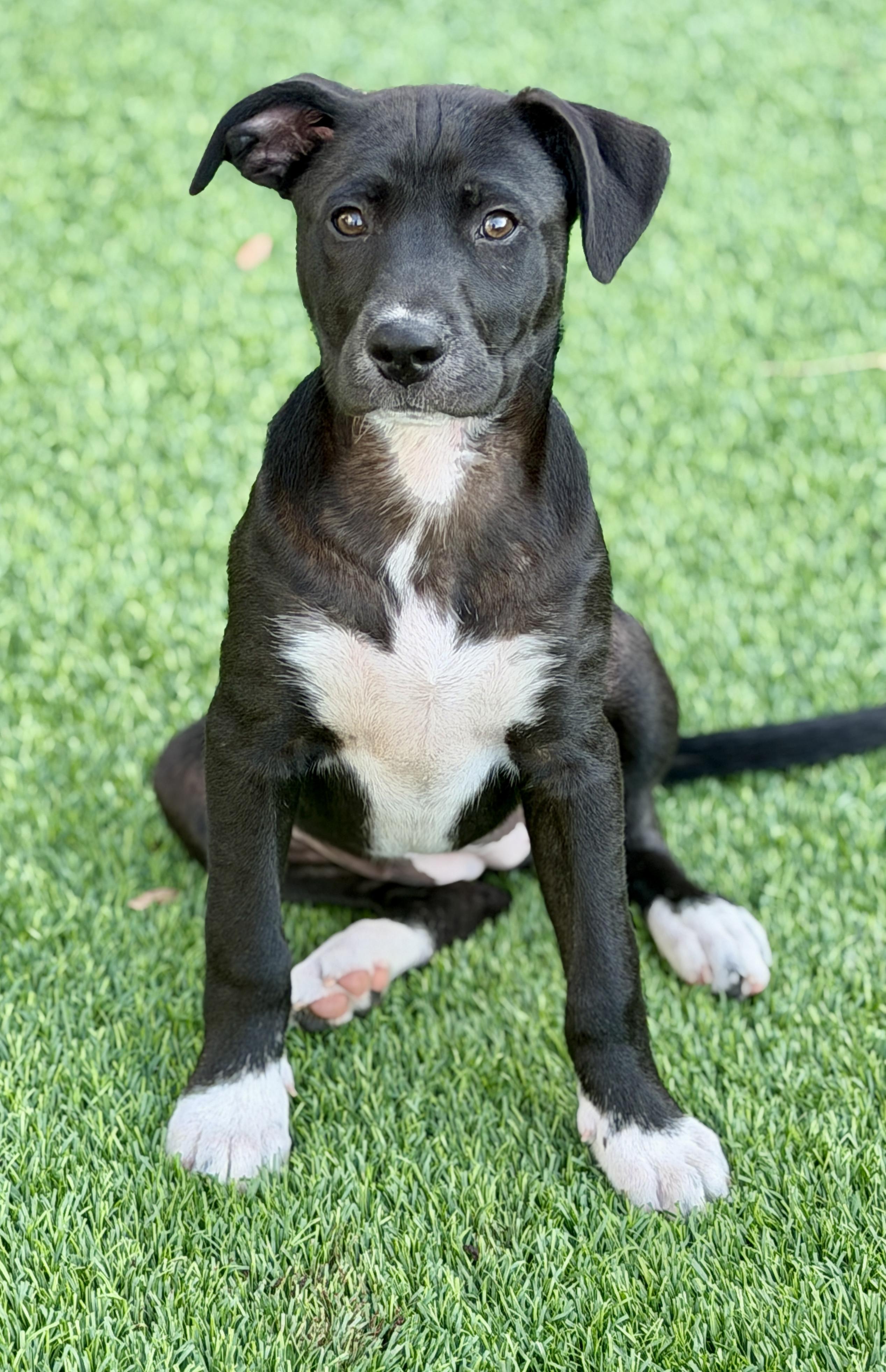 Rory, ADOPTABLE, Puppy Female Mixed Breed.