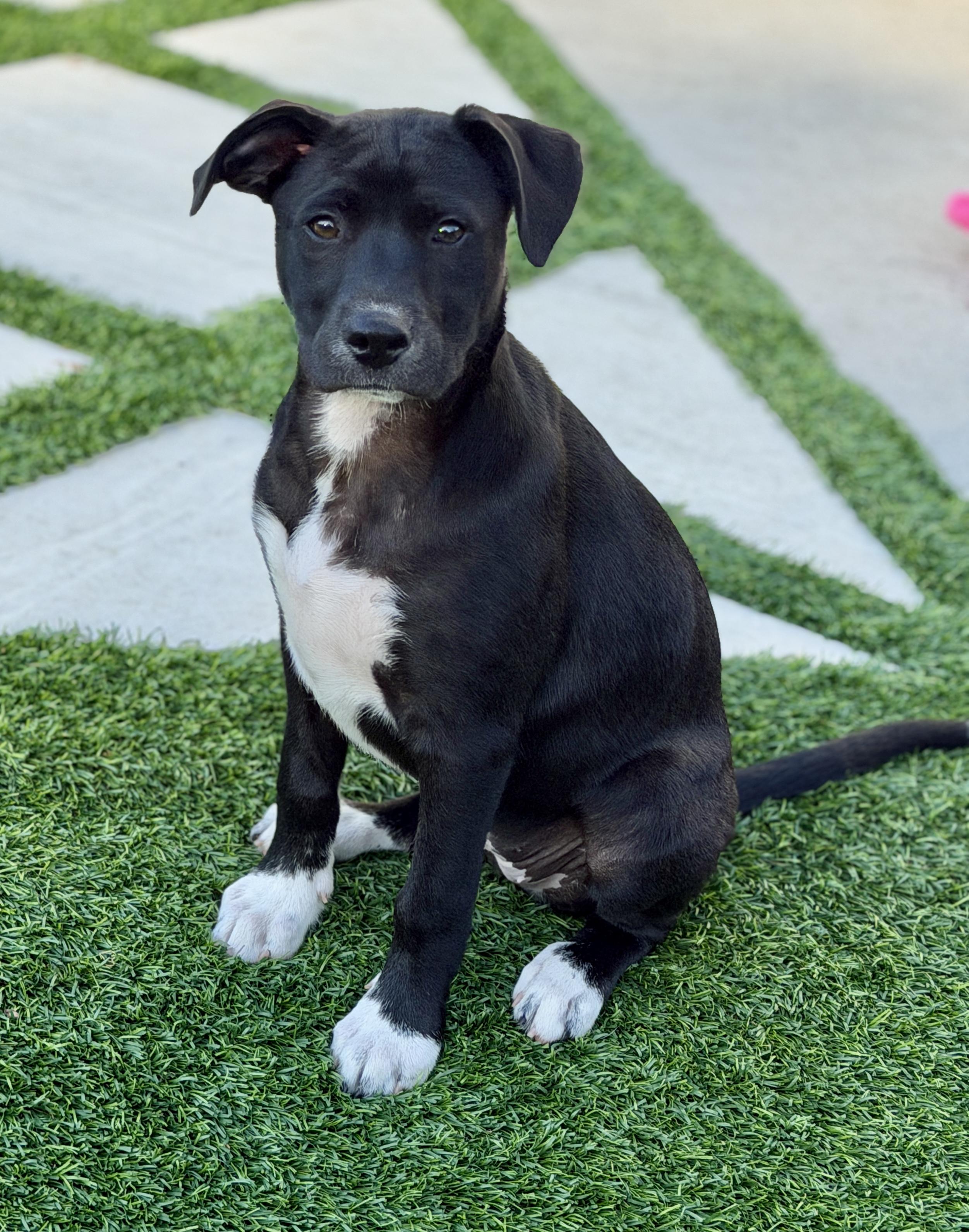 Enlarge Rory, a ADOPTABLE mixed breed in Mt Pleasant, SC image 2/5