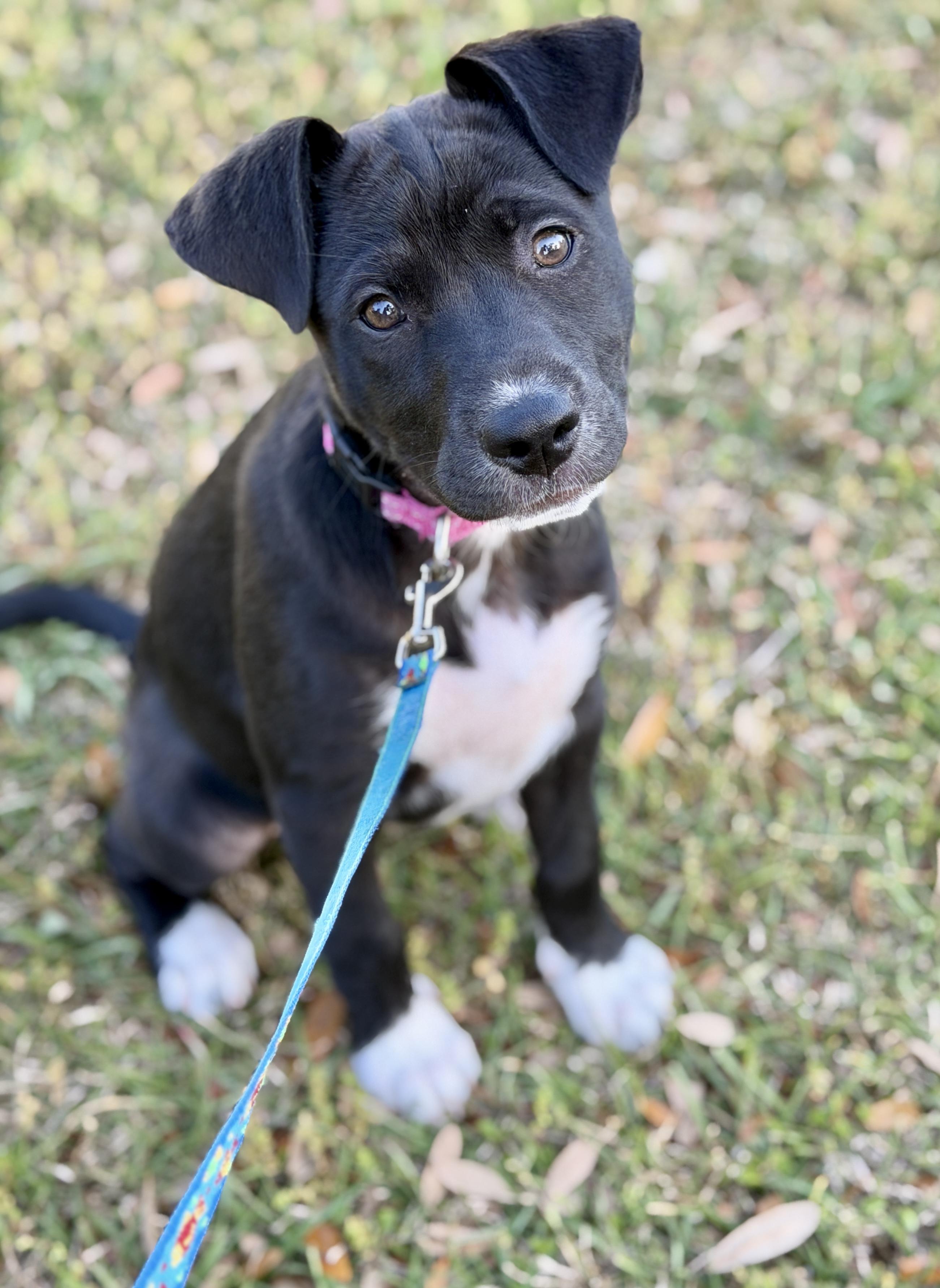 Rory, ADOPTABLE, Puppy Female Mixed Breed.