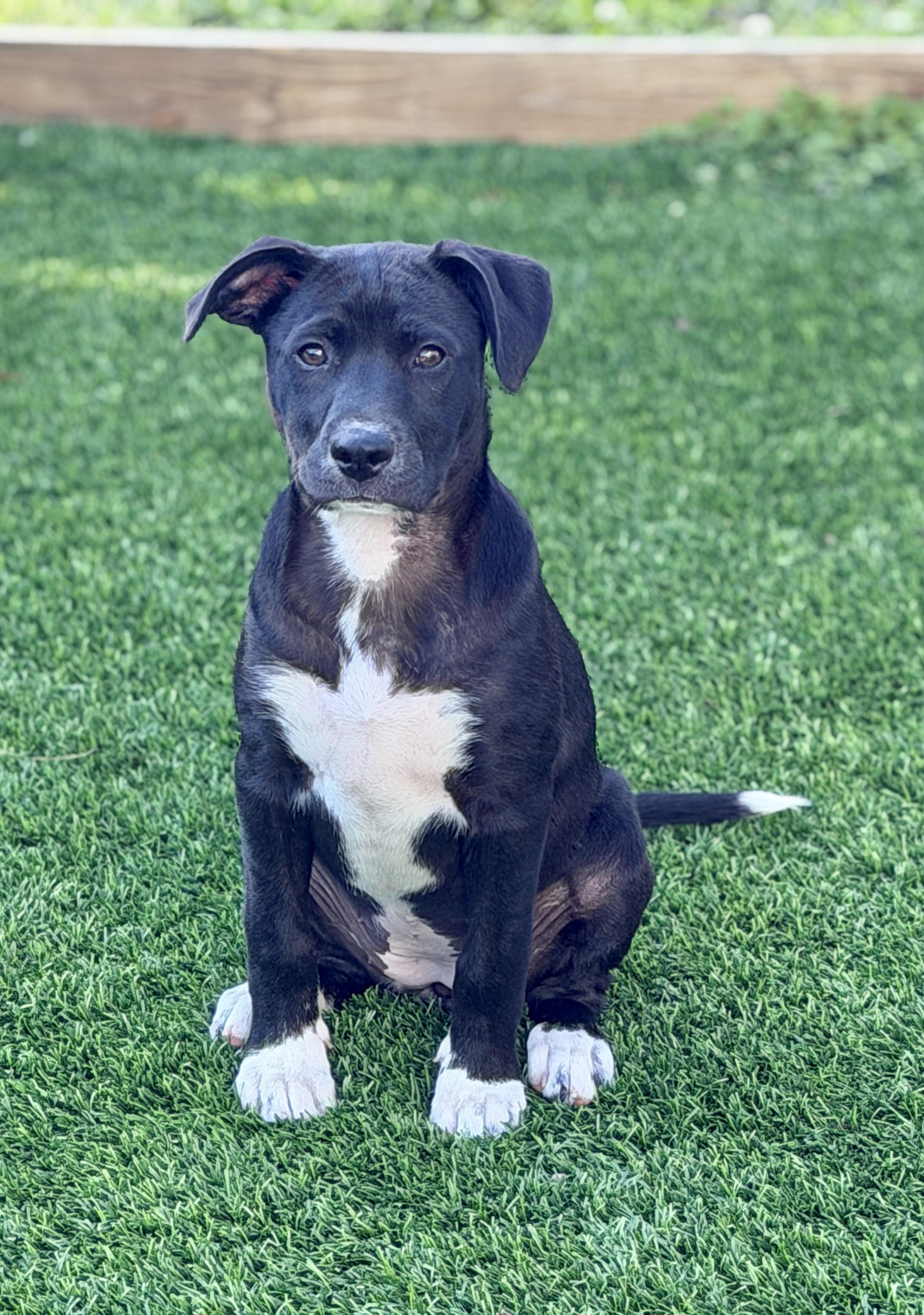 Enlarge Rory, a ADOPTABLE mixed breed in Mt Pleasant, SC image 4/5