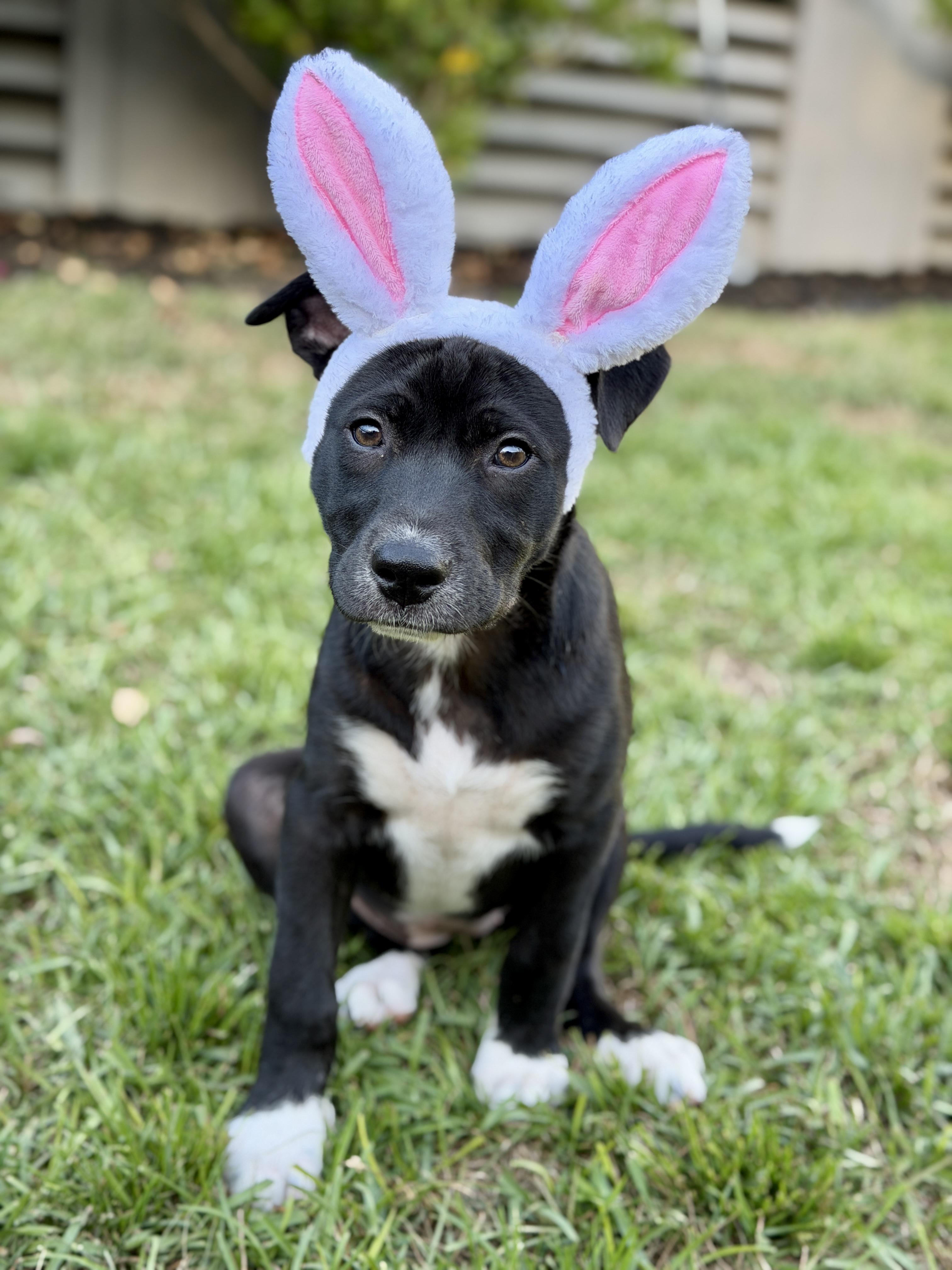 Enlarge Rory, a ADOPTABLE mixed breed in Mt Pleasant, SC image 5/5