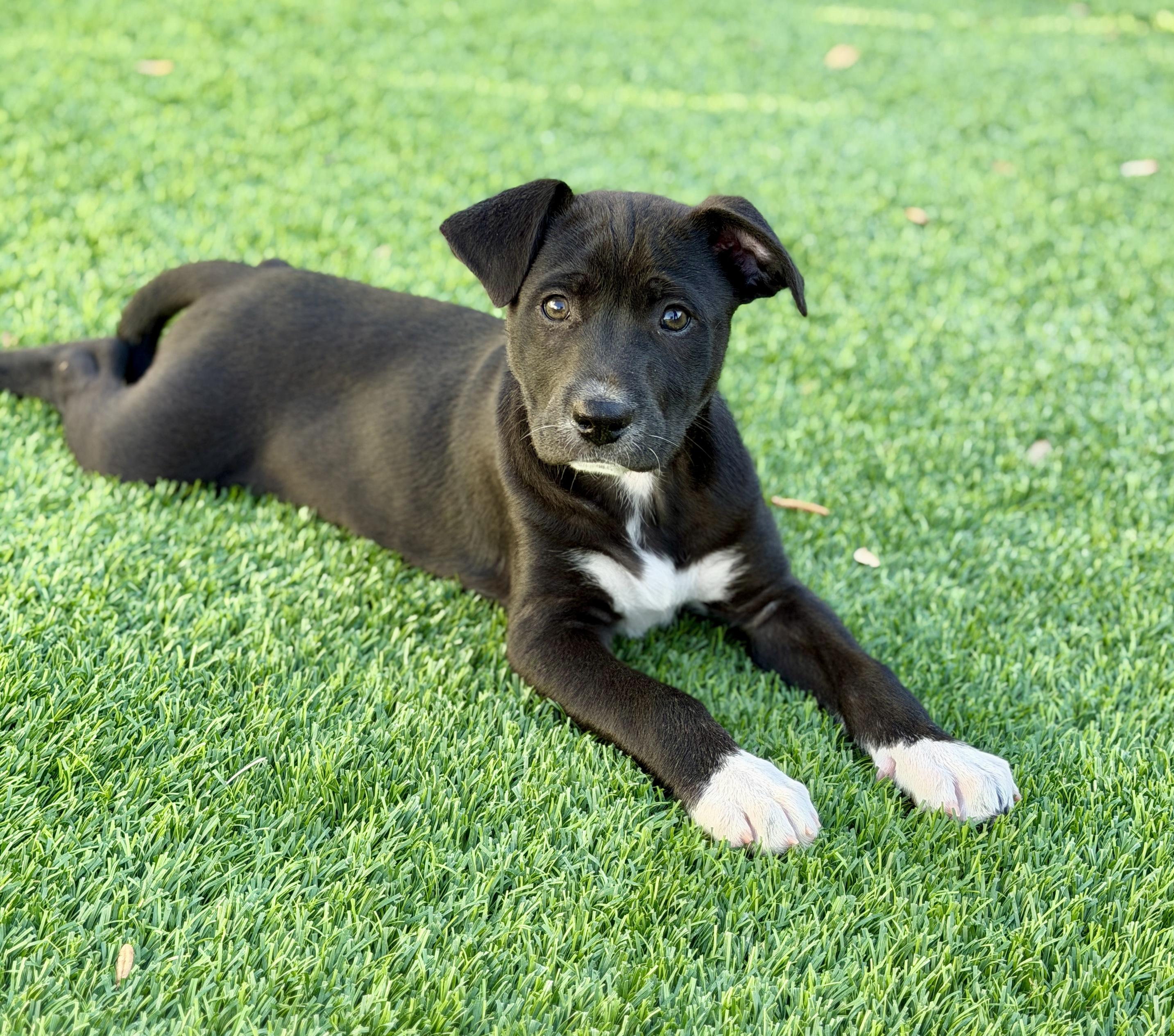 Enlarge Rory, a ADOPTABLE mixed breed in Mt Pleasant, SC image 2/6