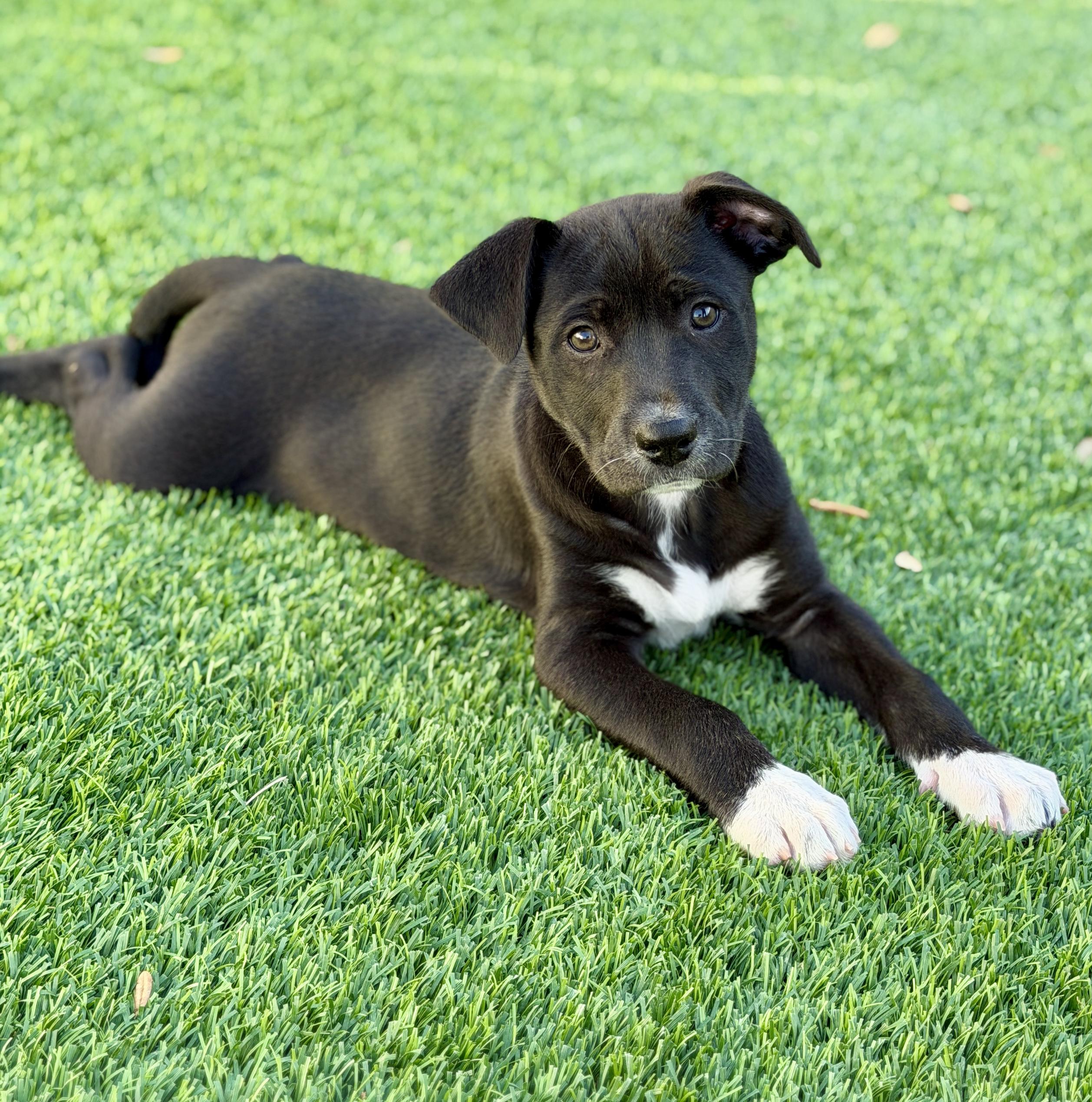 Enlarge Rory, a ADOPTABLE mixed breed in Mt Pleasant, SC image 6/6