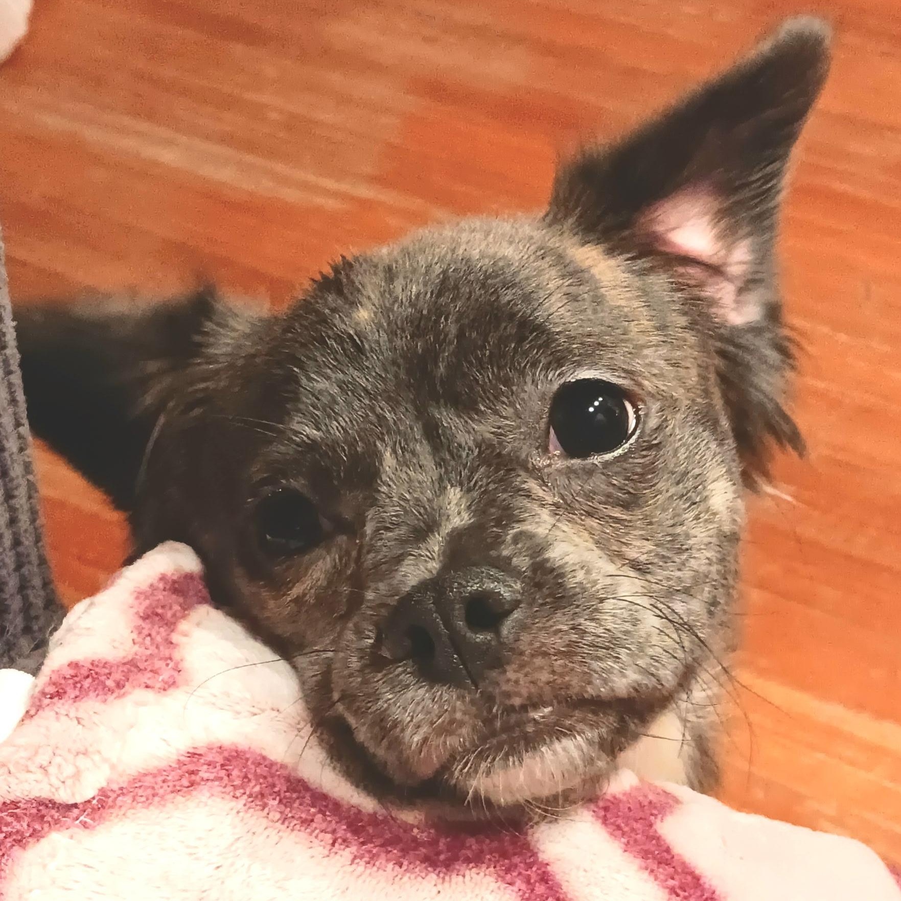 LUNITA (LUNA), an adoptable Pekingese in Staten Island, NY, 10303 | Photo Image 6