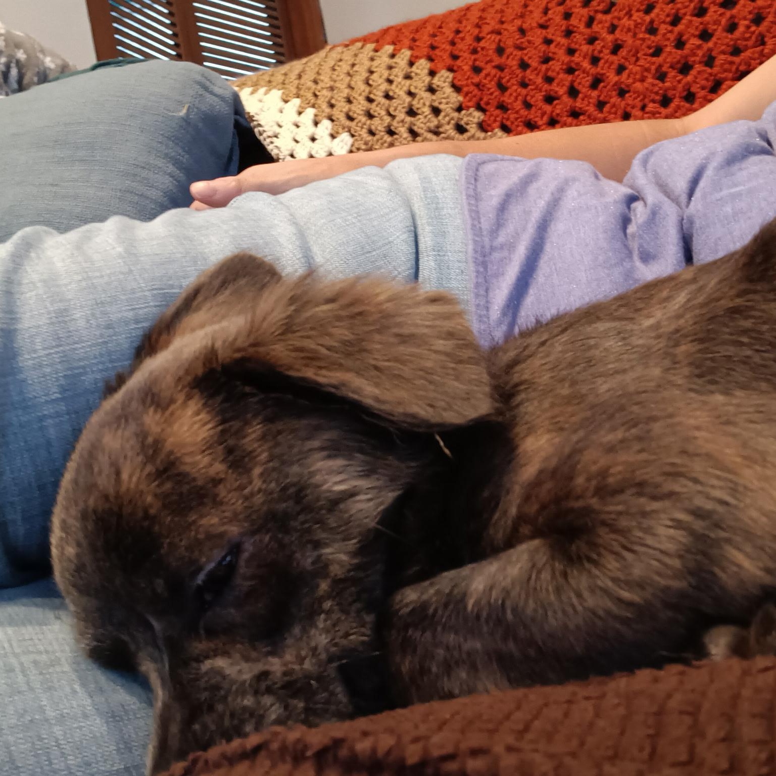 LUNITA (LUNA), an adoptable Pekingese in Staten Island, NY, 10303 | Photo Image 4