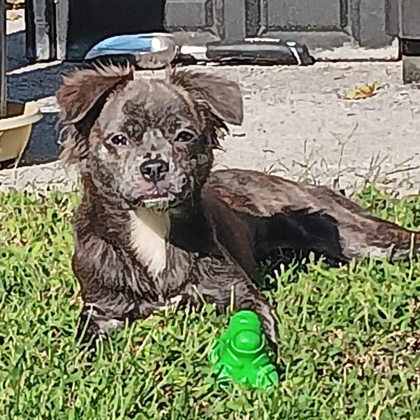 LUNITA (LUNA), an adoptable Pekingese in Staten Island, NY, 10303 | Photo Image 2