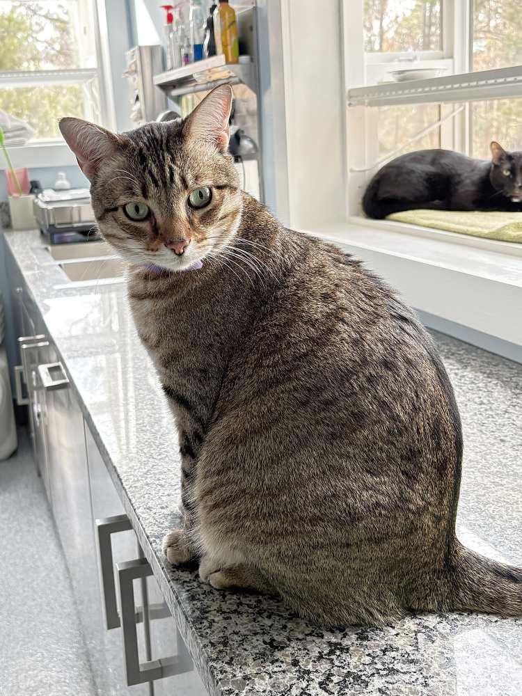 Enlarge Ziz, a Adoptable Domestic Short Hair in Colorado Springs, CO image 1/3