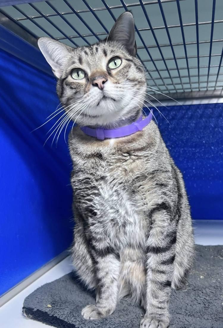 Enlarge Ziz, a Adoptable Domestic Short Hair in Colorado Springs, CO image 2/3