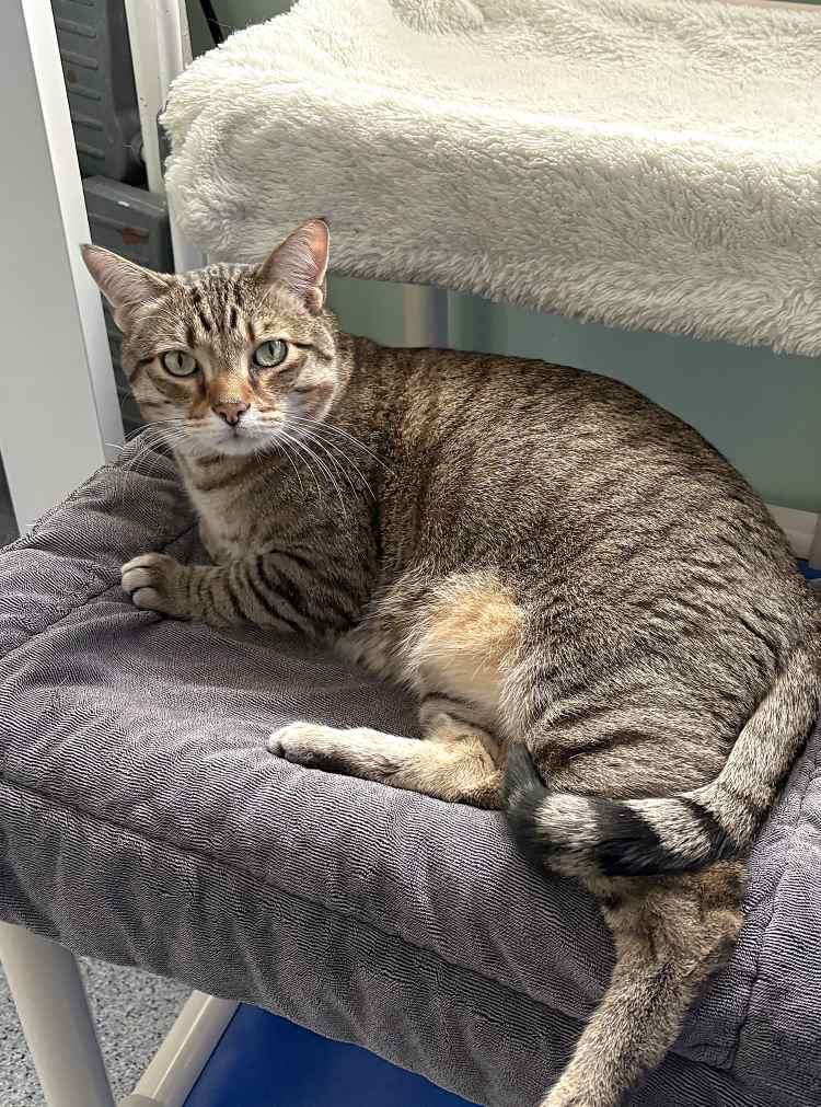 Enlarge Ziz, a Adoptable Domestic Short Hair in Colorado Springs, CO image 3/3