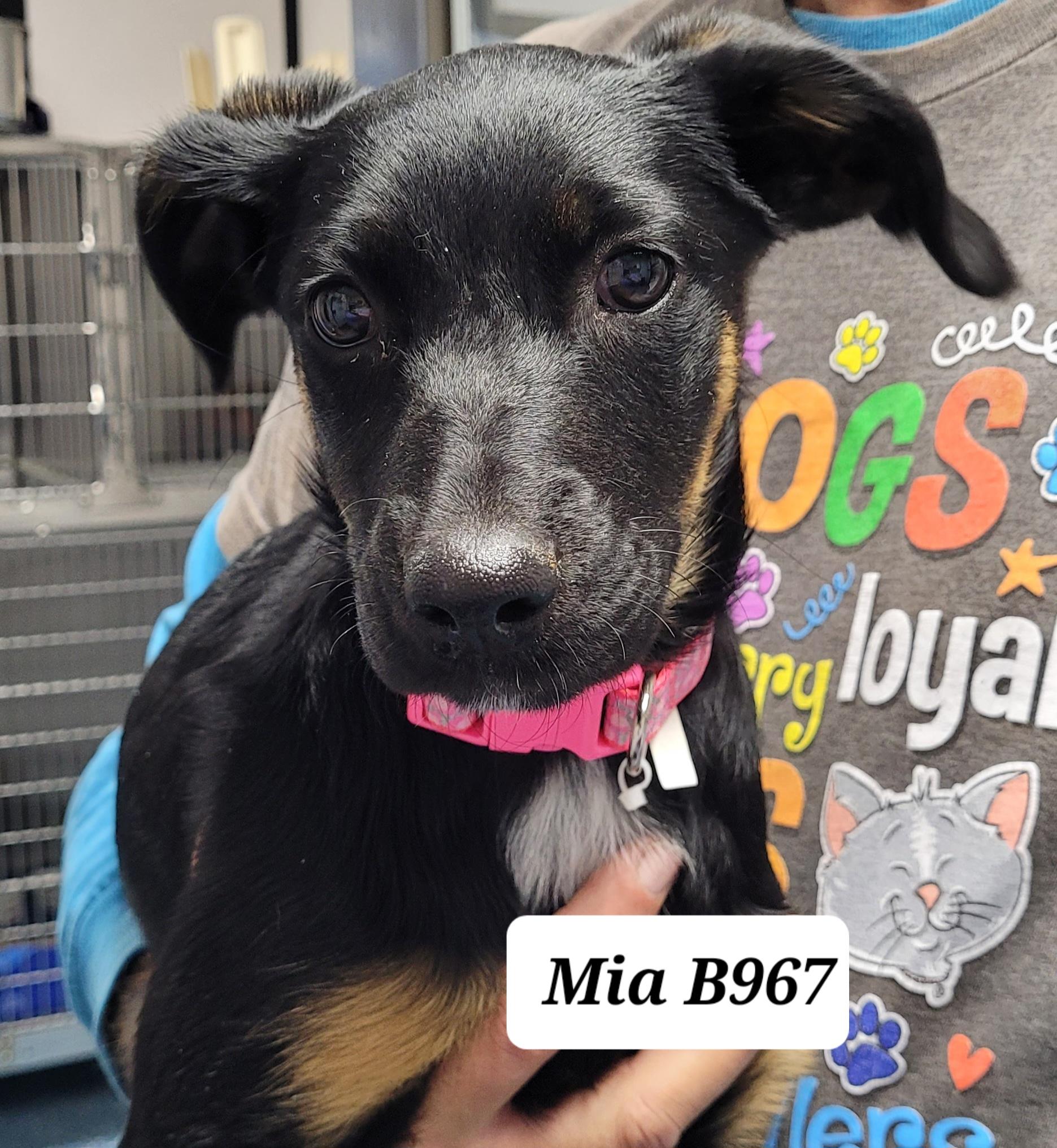 Enlarge Mia, a ADOPTABLE mixed breed in Morganton, NC image 1/1