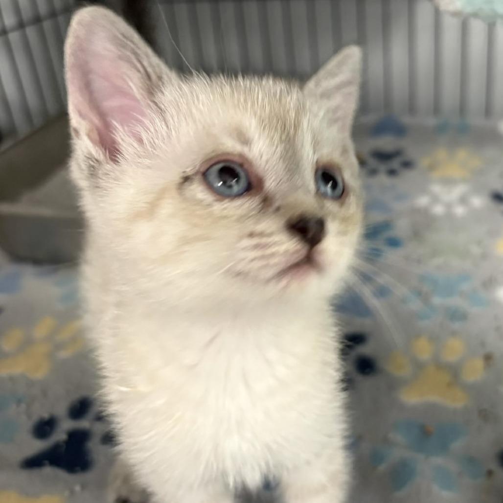 Dahlia (26-5138), Adoptable, Kitten Female Domestic Short Hair.