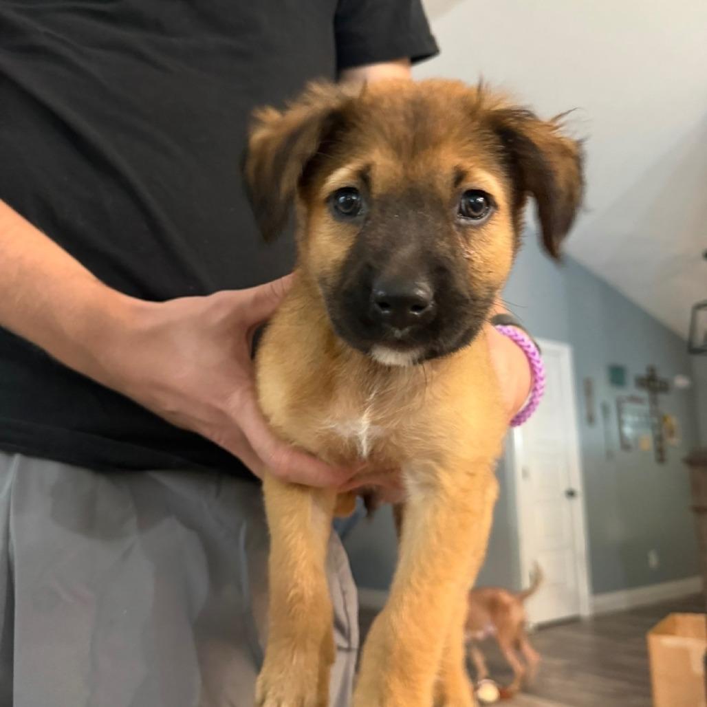 Terk, Adoptable, Puppy Male Australian Shepherd.