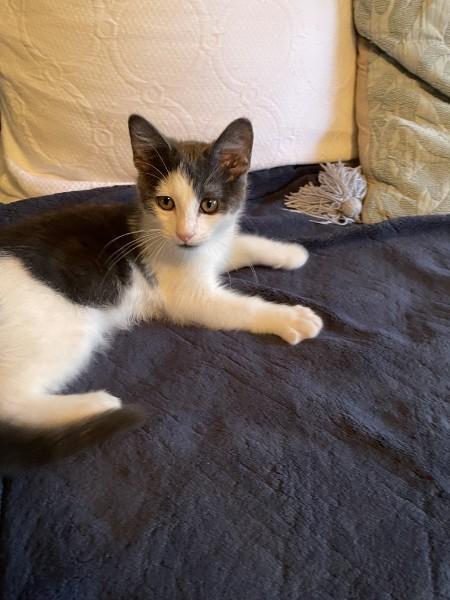Gibbons, adopted, Kitten Male Domestic Short Hair.