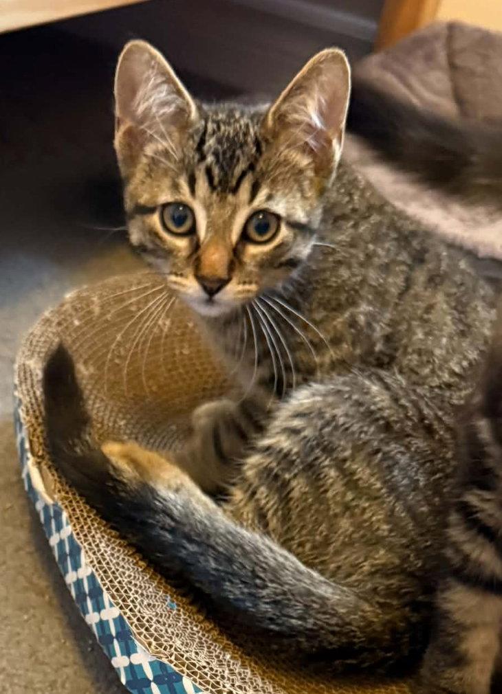 Enlarge FIR, a Adoptable mixed breed in Minesing, ON image 1/3