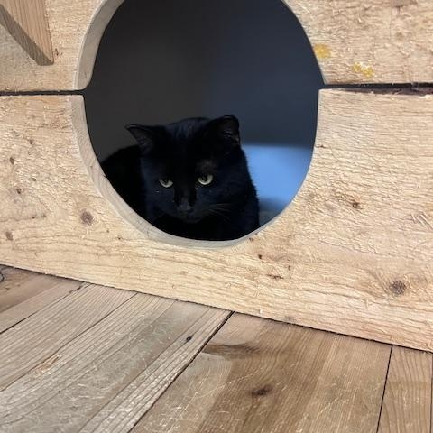 Ivy, ADOPTABLE, Young Female Domestic Short Hair.