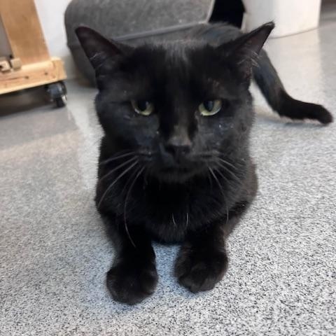 Ivy, ADOPTABLE, Young Female Domestic Short Hair.