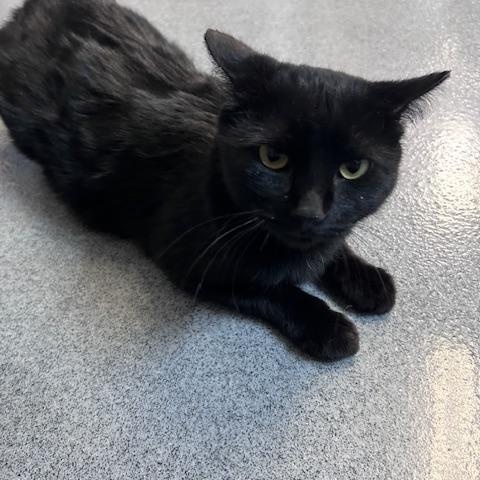 Enlarge Ivy, a ADOPTABLE Domestic Short Hair in Chisholm, MN image 3/3