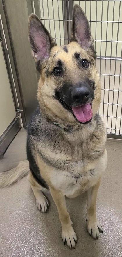 Izzy, Adoptable, Adult Female German Shepherd Dog & Mixed Breed.
