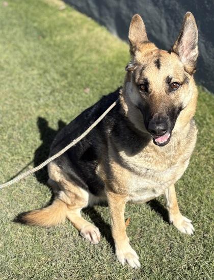 Izzy, Adoptable, Adult Female German Shepherd Dog & Mixed Breed.