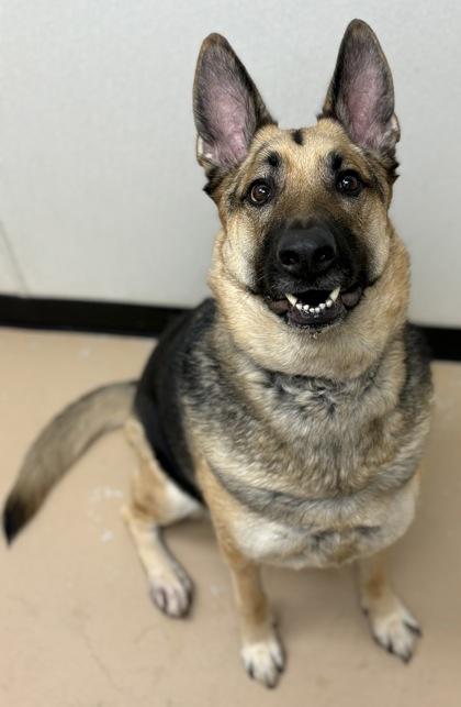 Enlarge Izzy, a Adoptable mixed breed in Phoenix, AZ image 2/2