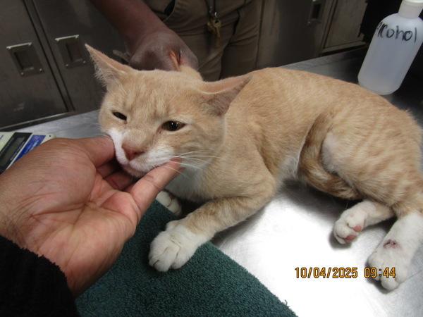 Theo (607), Adoptable, Adult Male Domestic Short Hair.