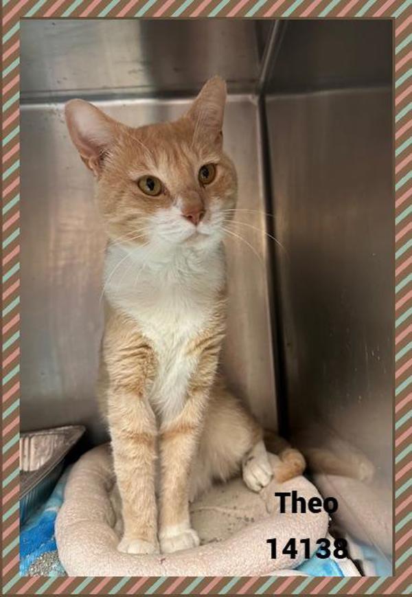 Theo (607), a Adoptable mixed breed in Marietta, GA image 2/2