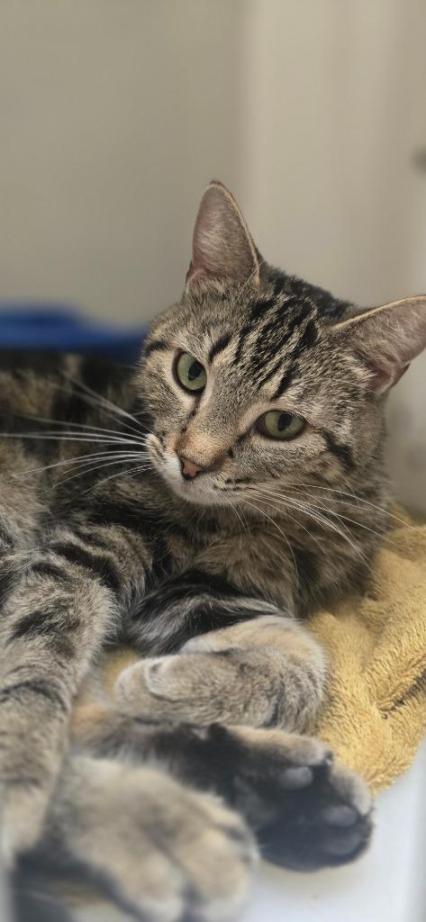 Enlarge Viola, a Adoptable mixed breed in Spooner, WI image 1/1