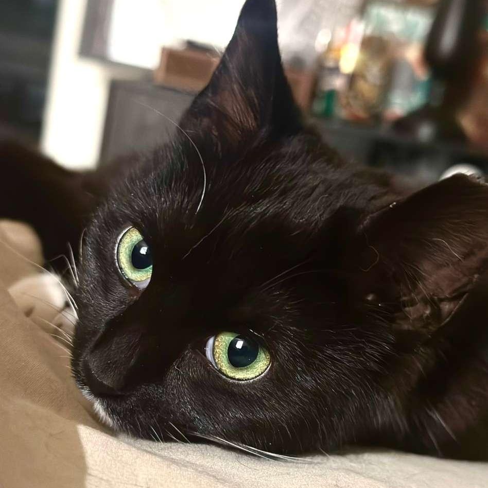 Enlarge Xena, a ADOPTABLE Tuxedo in Astoria, NY image 2/4