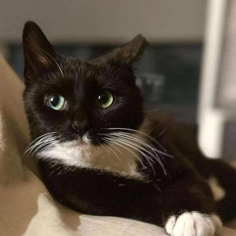 Enlarge Xena, a ADOPTABLE Tuxedo in Astoria, NY image 3/4