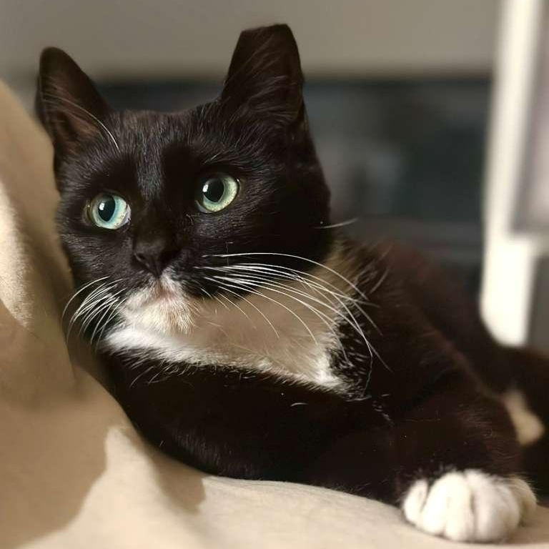 Enlarge Xena, a ADOPTABLE Tuxedo in Astoria, NY image 4/4