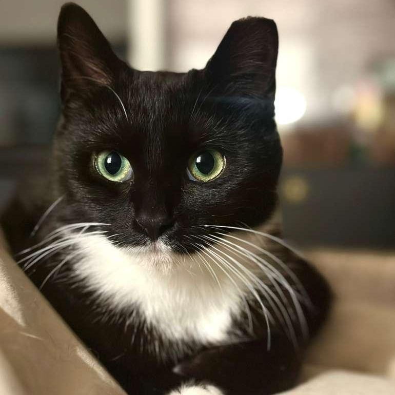 Enlarge Xena, a ADOPTABLE Tuxedo in Astoria, NY image 1/4