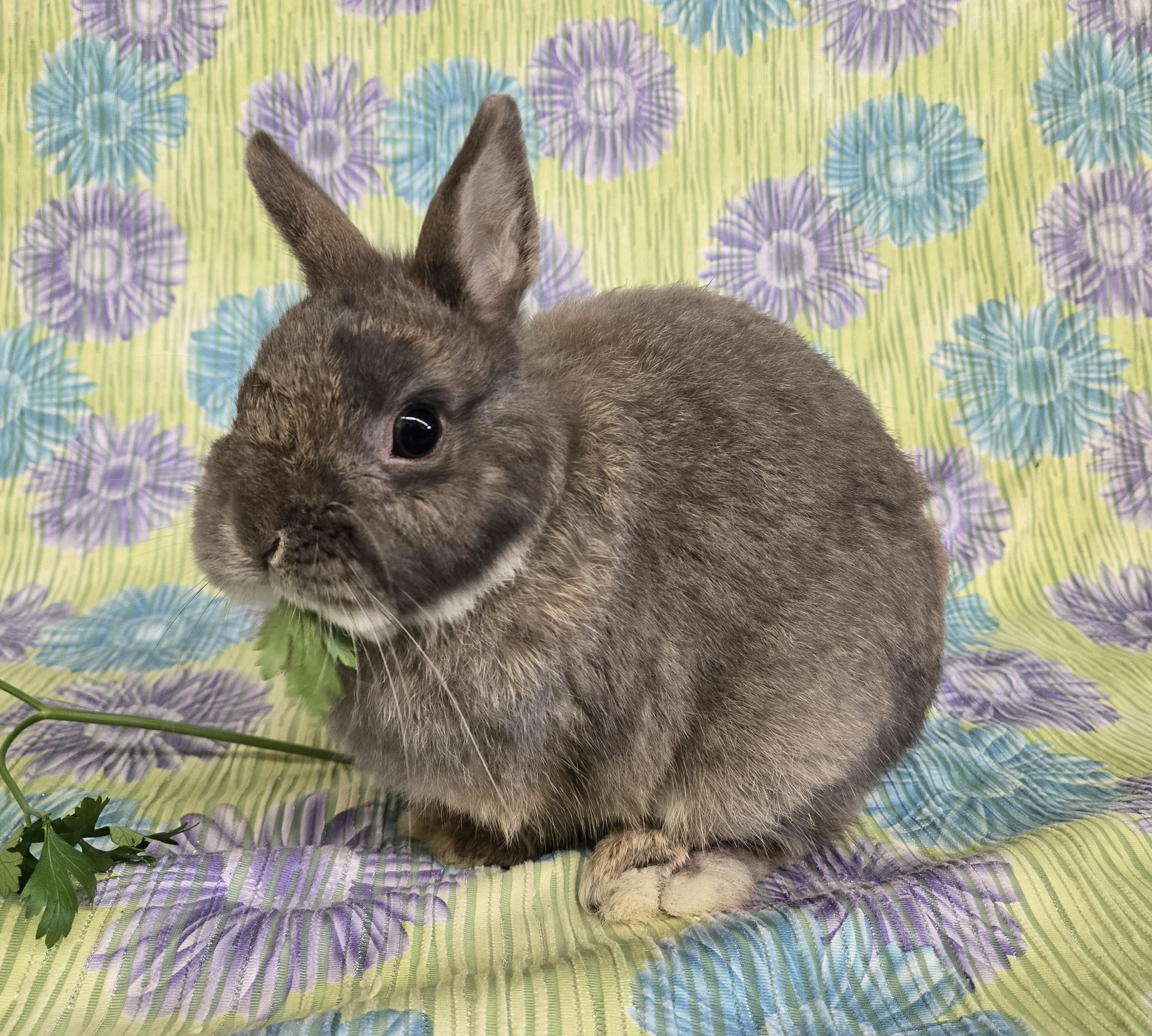 Vito, a Adopted Netherland Dwarf in Deerfield, WI image 1/3