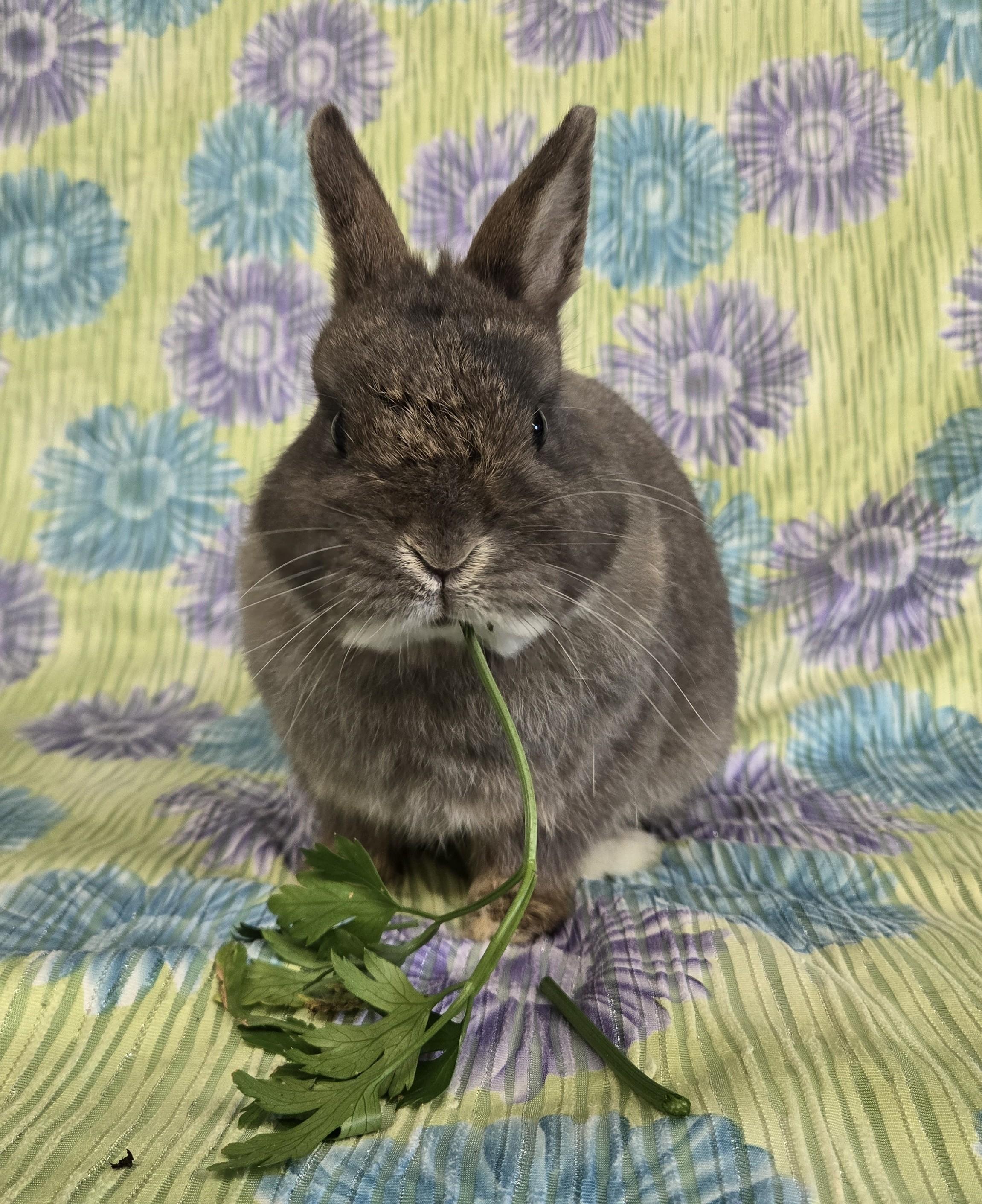 Vito, a Adopted Netherland Dwarf in Deerfield, WI image 2/3