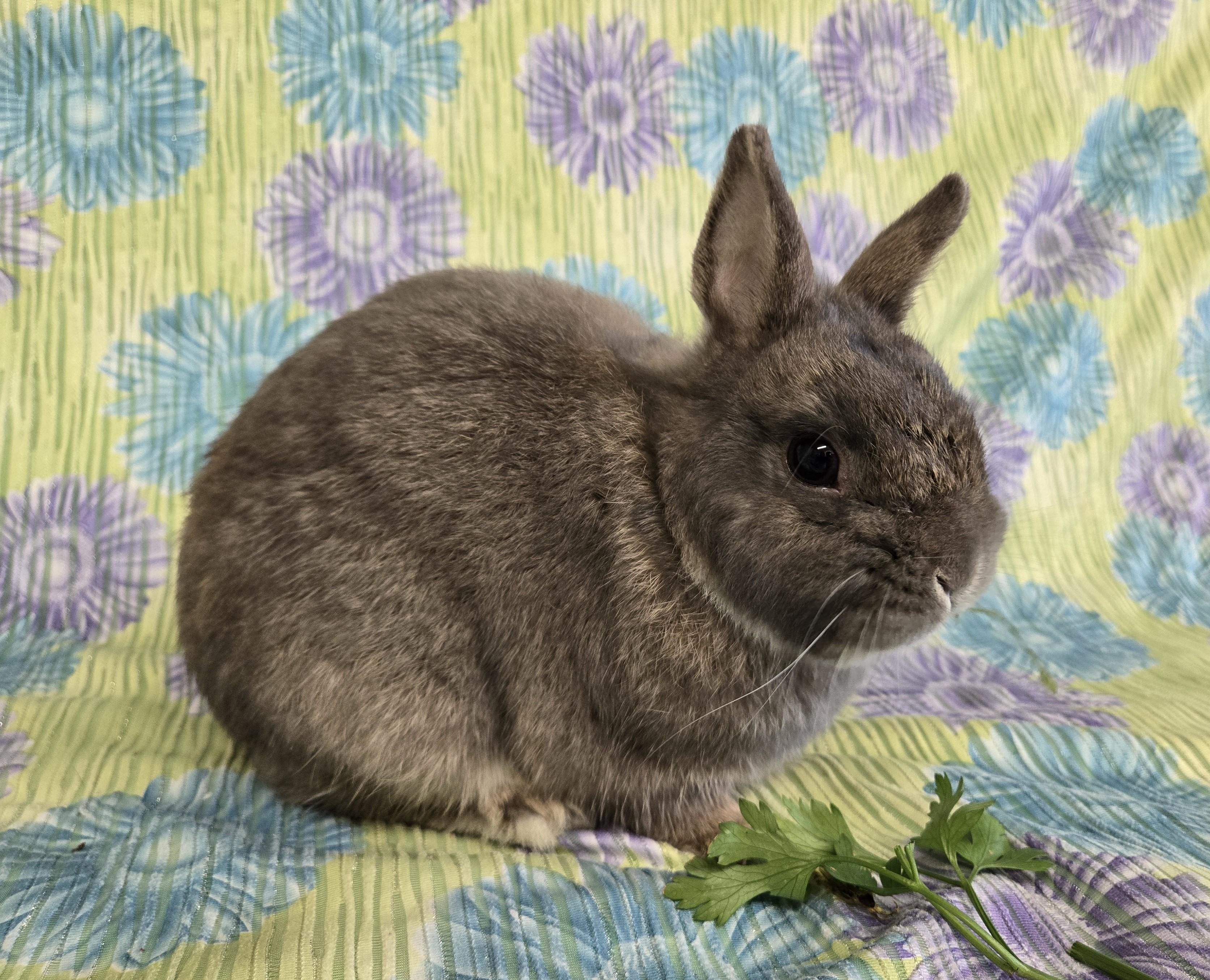 Vito, a Adopted Netherland Dwarf in Deerfield, WI image 3/3