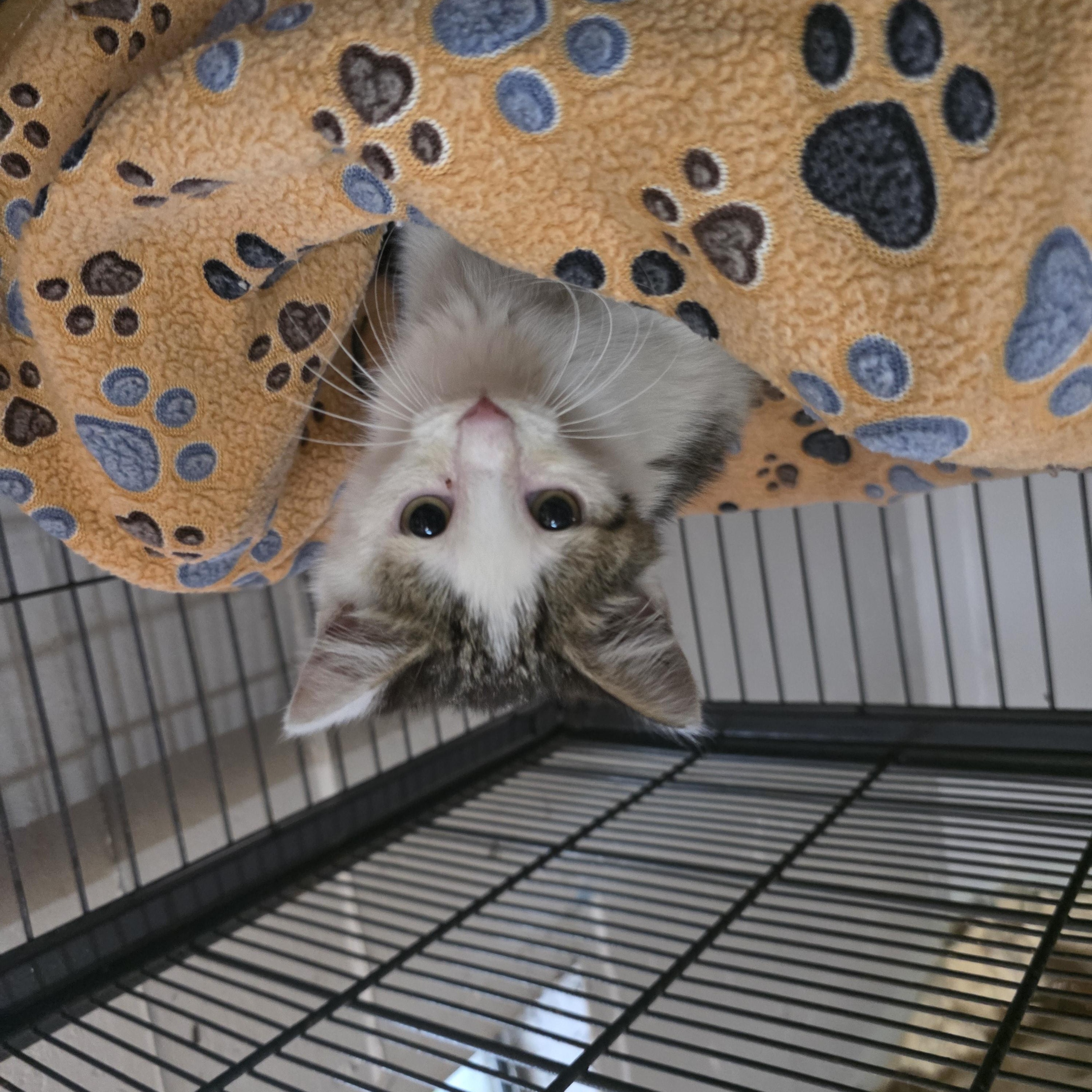 Moth, a ADOPTABLE Domestic Short Hair in Moriches, NY image 3/4