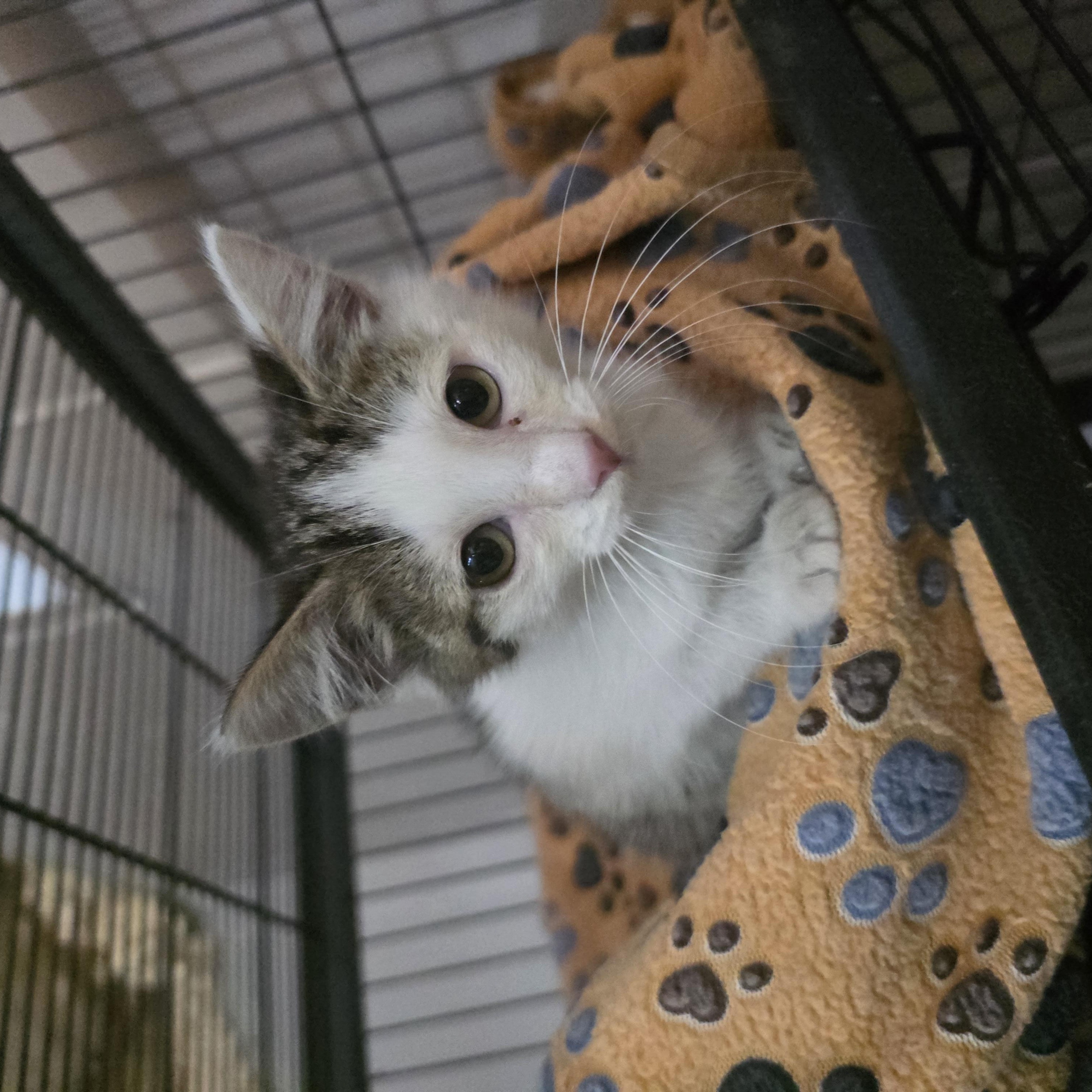 Moth, a ADOPTABLE Domestic Short Hair in Moriches, NY image 2/4
