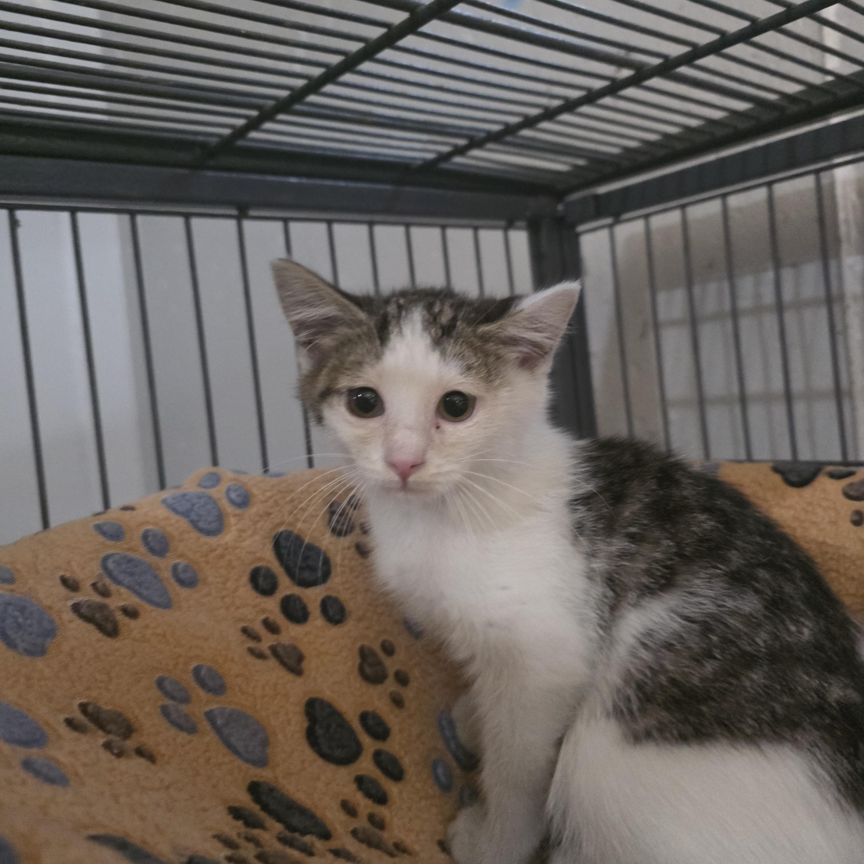 Moth, ADOPTABLE, Kitten Female Domestic Short Hair.