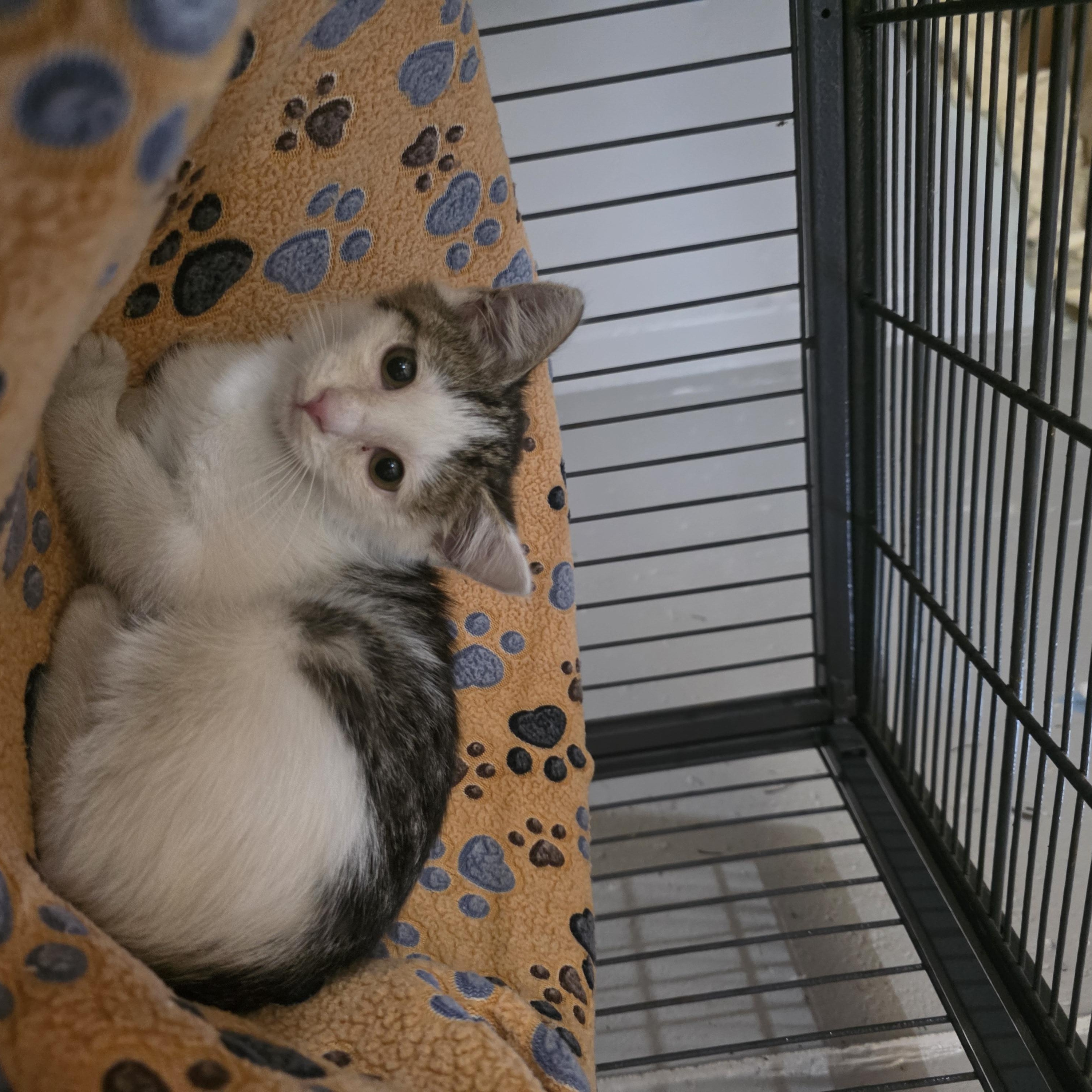 Moth, a ADOPTABLE Domestic Short Hair in Moriches, NY image 4/4