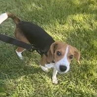 Enlarge Spike, an adopted Beagle in Stoughton, MA image 2/4