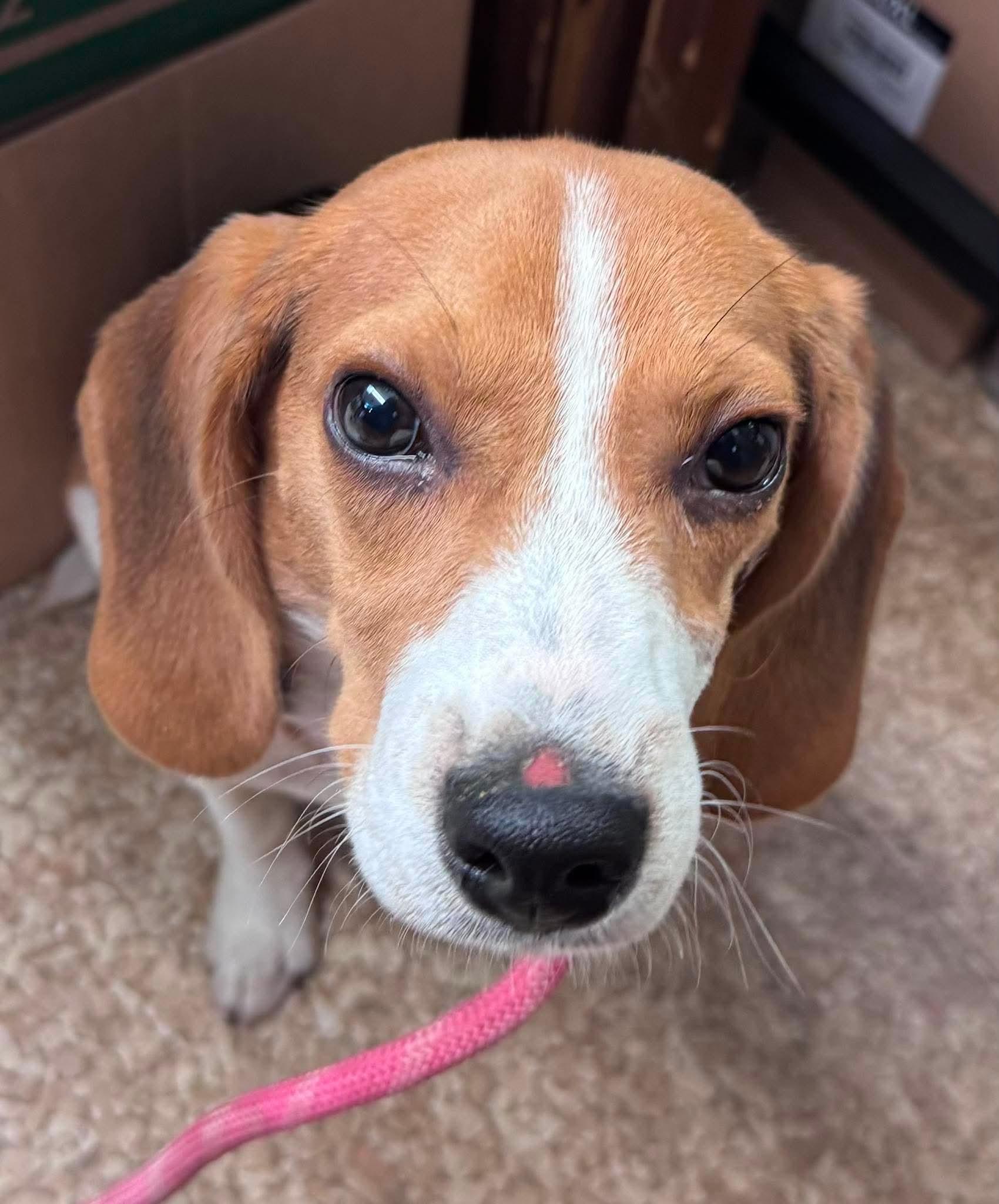 Spike, adopted, Puppy Male Beagle.