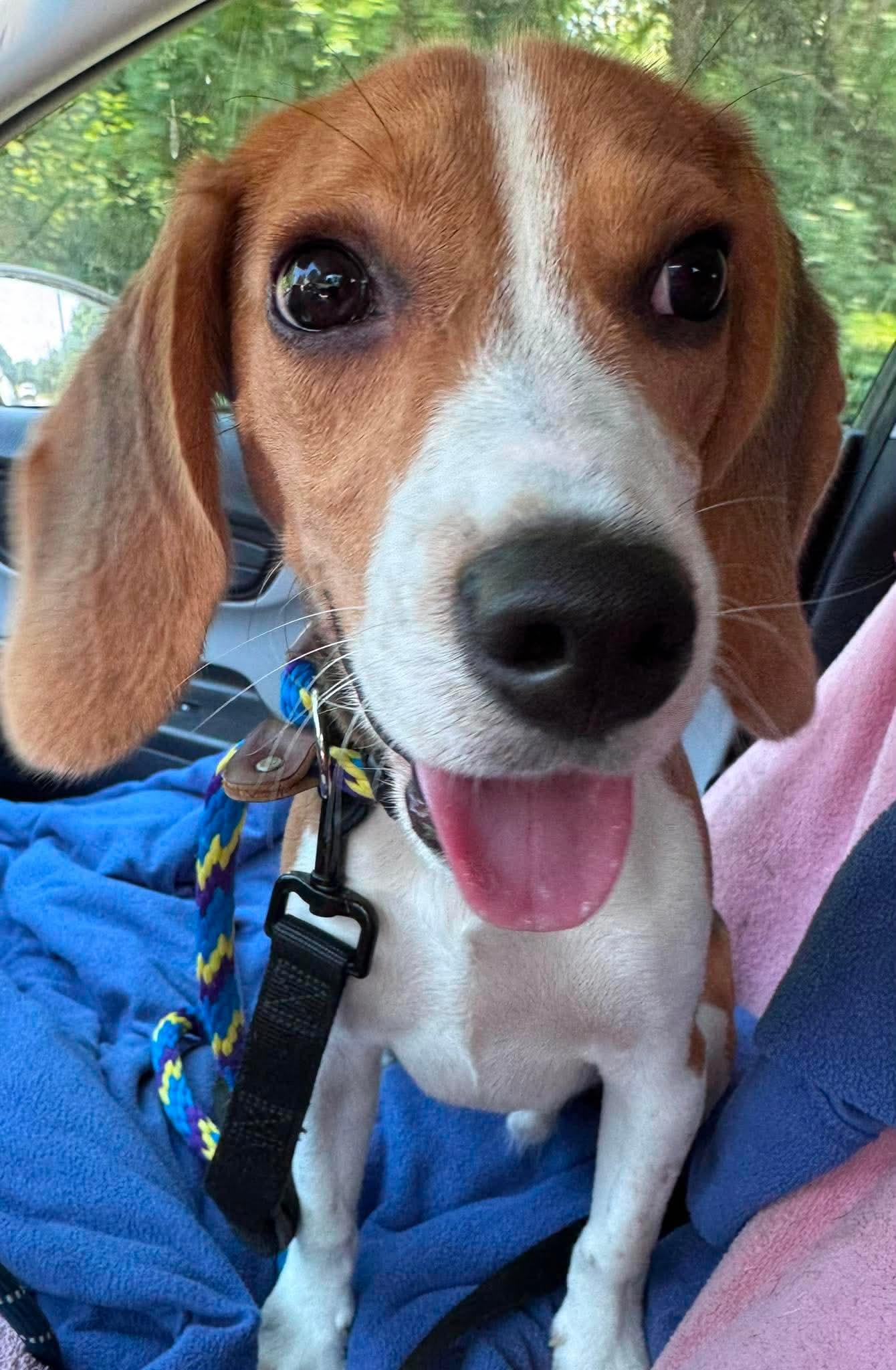 Enlarge Spike, an adopted Beagle in Stoughton, MA image 4/4