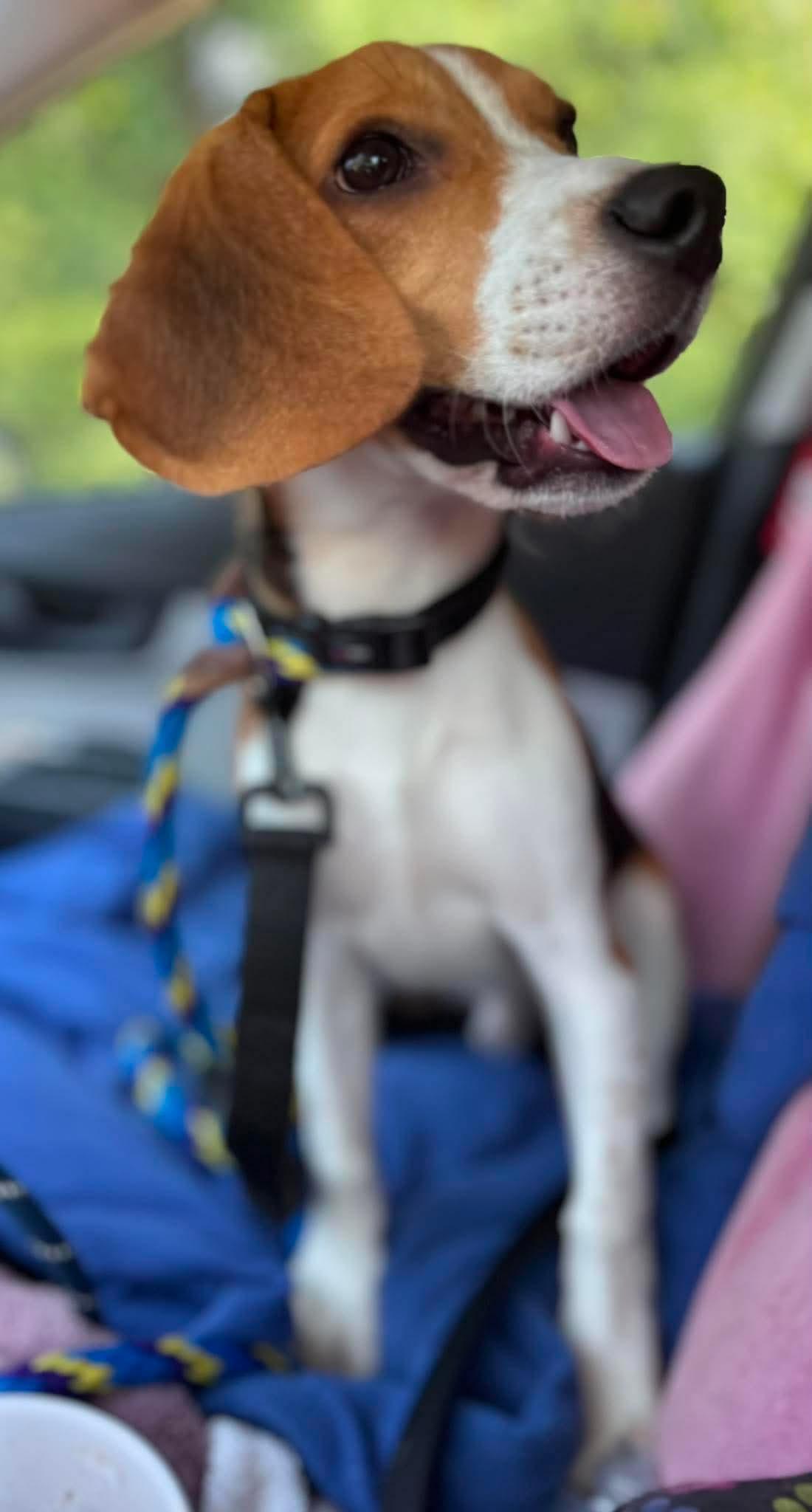 Enlarge Spike, an adopted Beagle in Stoughton, MA image 3/4