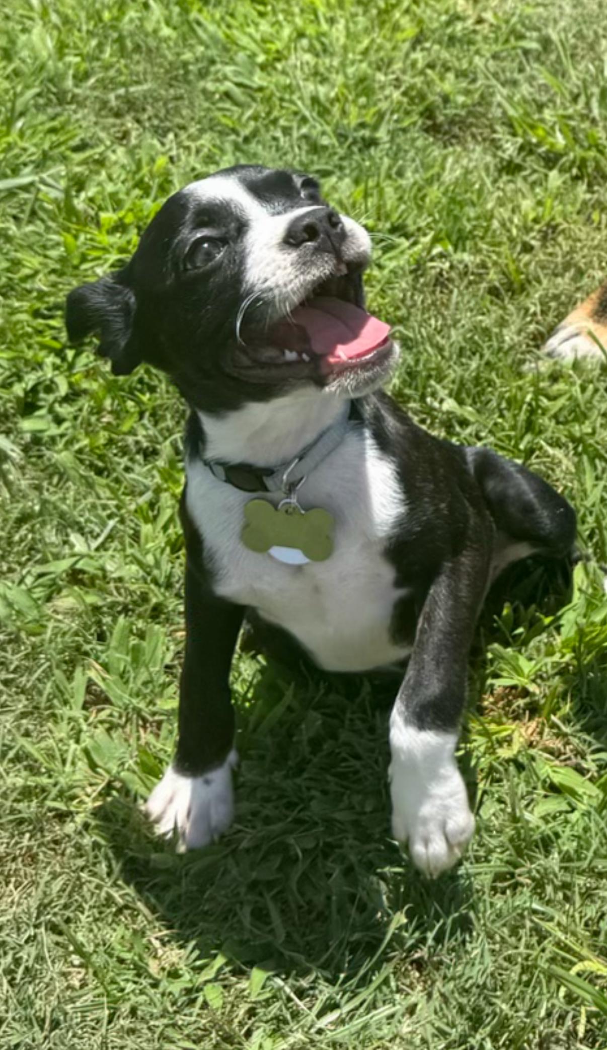 Janet, adopted, Puppy Female Boston Terrier.
